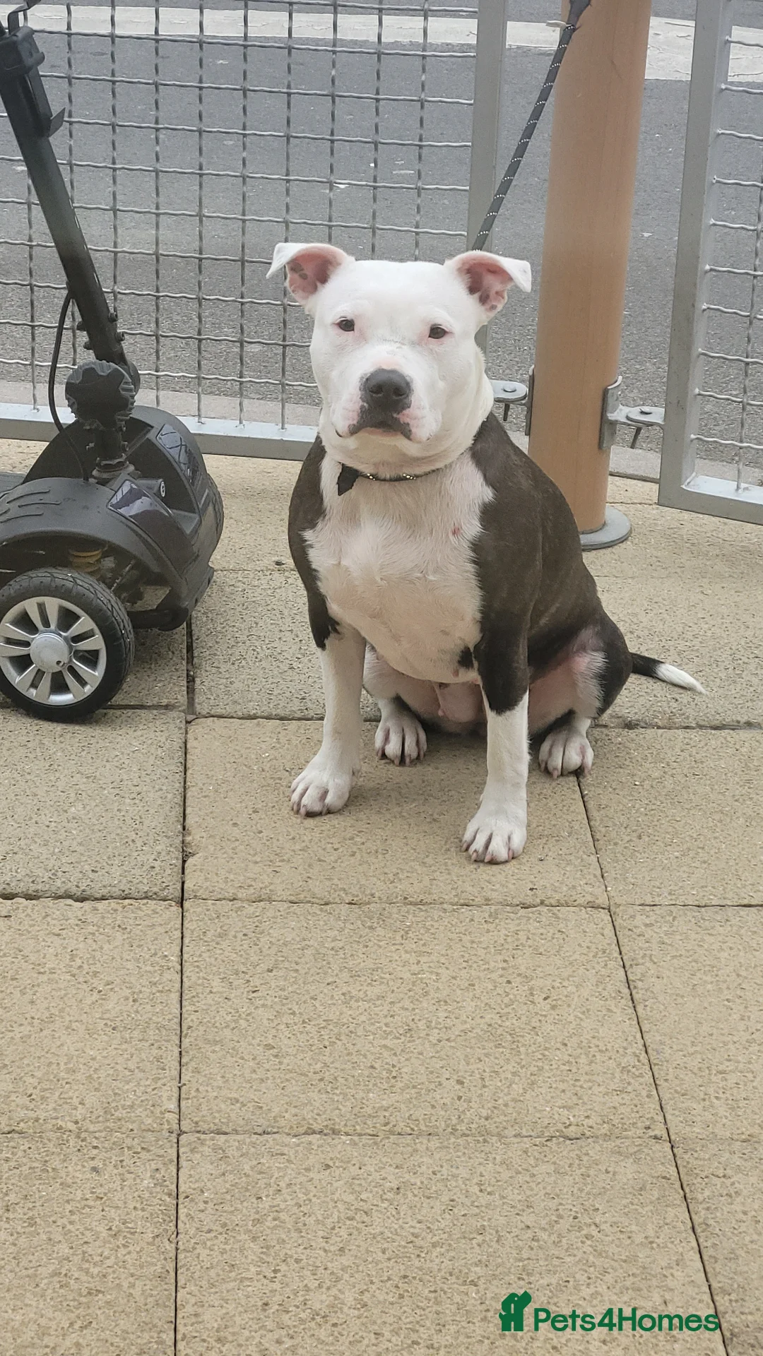 Mixed Breed dogs for sale: Am/StaffXCORSOXSTAFF in Swanage - Advert 1