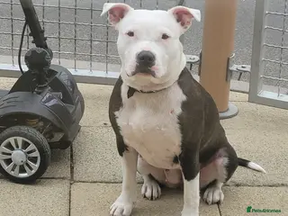 Mixed Breed dogs Am/StaffXCORSOXSTAFF - Advert 3