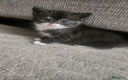 Mixed Breed cats for sale: Half maincoon half domestic tom - Image 4