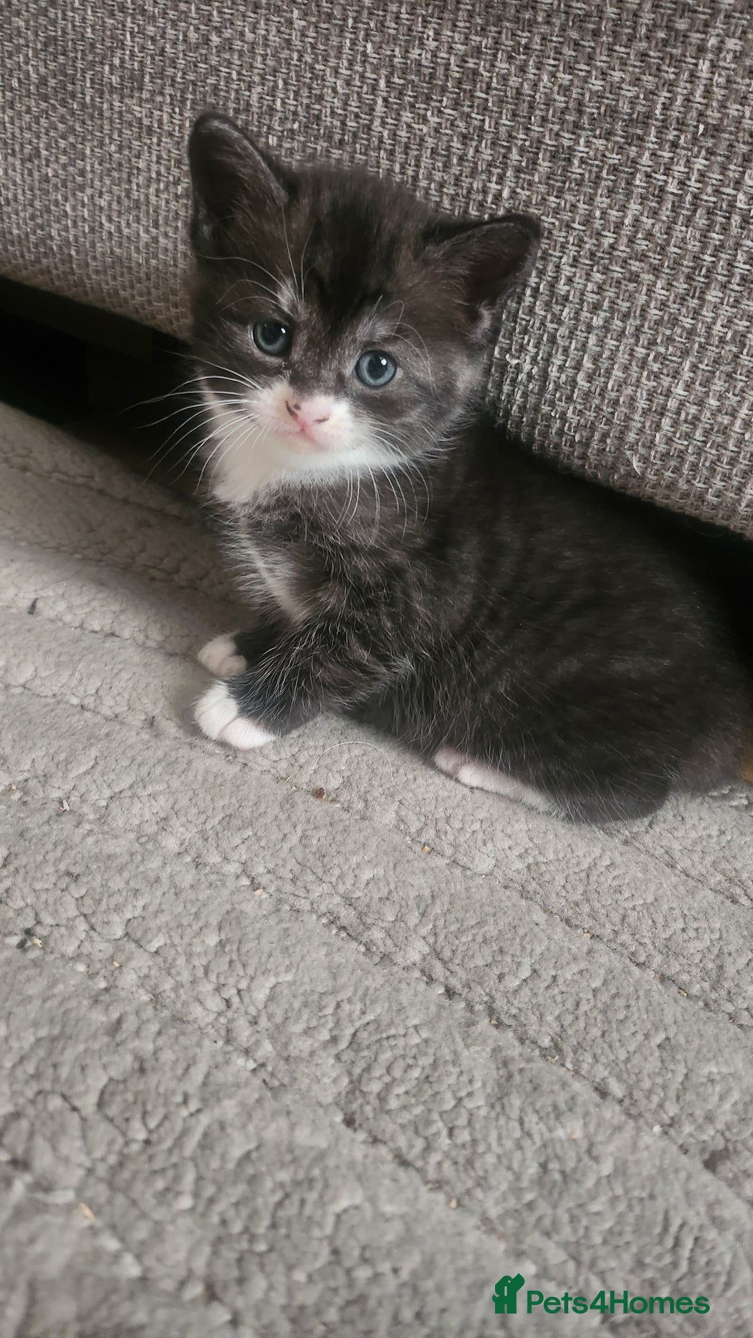 Mixed Breed cats for sale: Half maincoon half domestic tom - Image 4