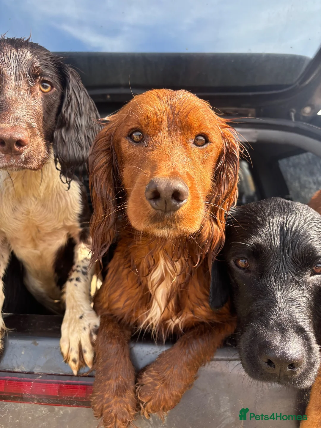 Cocker Spaniel dogs for stud: Dark red KC registered working cocker stud.  - Advert 10