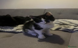 British Shorthair cats for sale: Black and white kittens! - Image 11
