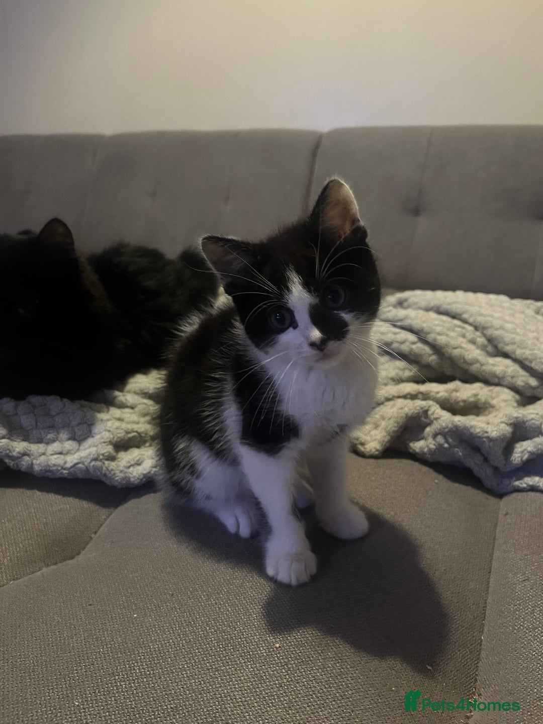 British Shorthair cats for sale: Black and white kittens! - Image 11