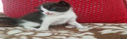 Mixed Breed cats for sale: Kitten  in Bracknell - Advert 4