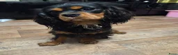 Cavalier King Charles Spaniel dogs for sale: Stunning Cavalier King Charles - 18 month old Boy - Advert 6