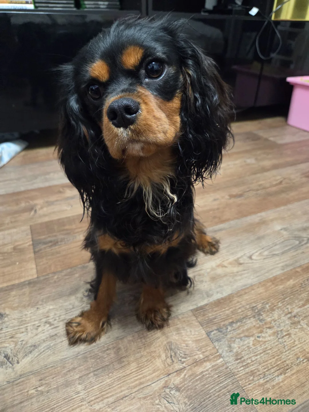 Cavalier King Charles Spaniel dogs for sale: Stunning Cavalier King Charles - 18 month old Boy - Advert 6