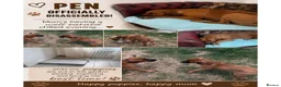 Rhodesian Ridgeback dogs for sale: KC Registered, only 2 left. - Advert 5