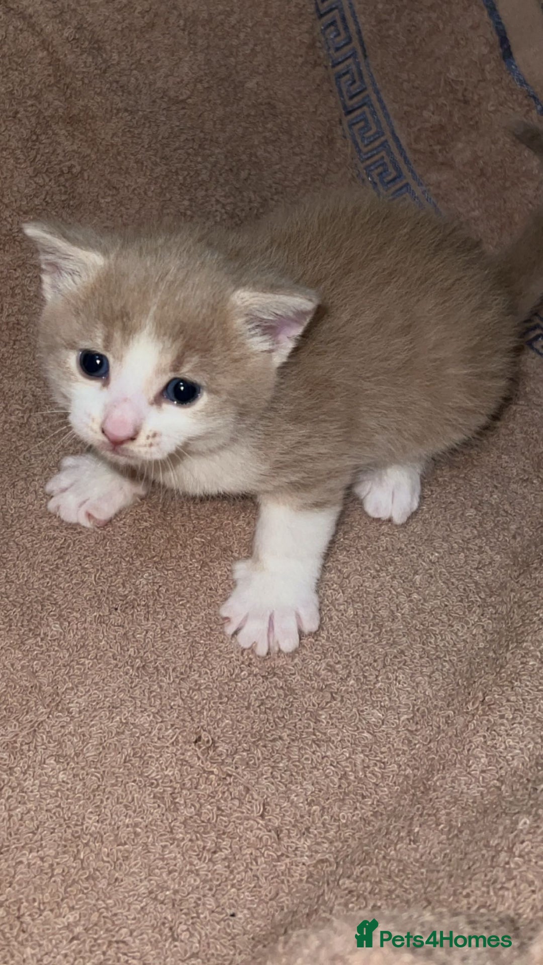 Domestic Shorthair cats for sale: Domestic short hair for sale  - Advert 4