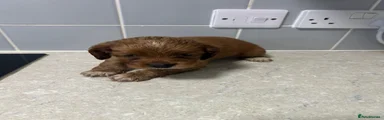 Cockapoo 5