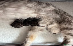 Maine Coon cats for sale: Ready for reservation 🥰 - Image 15