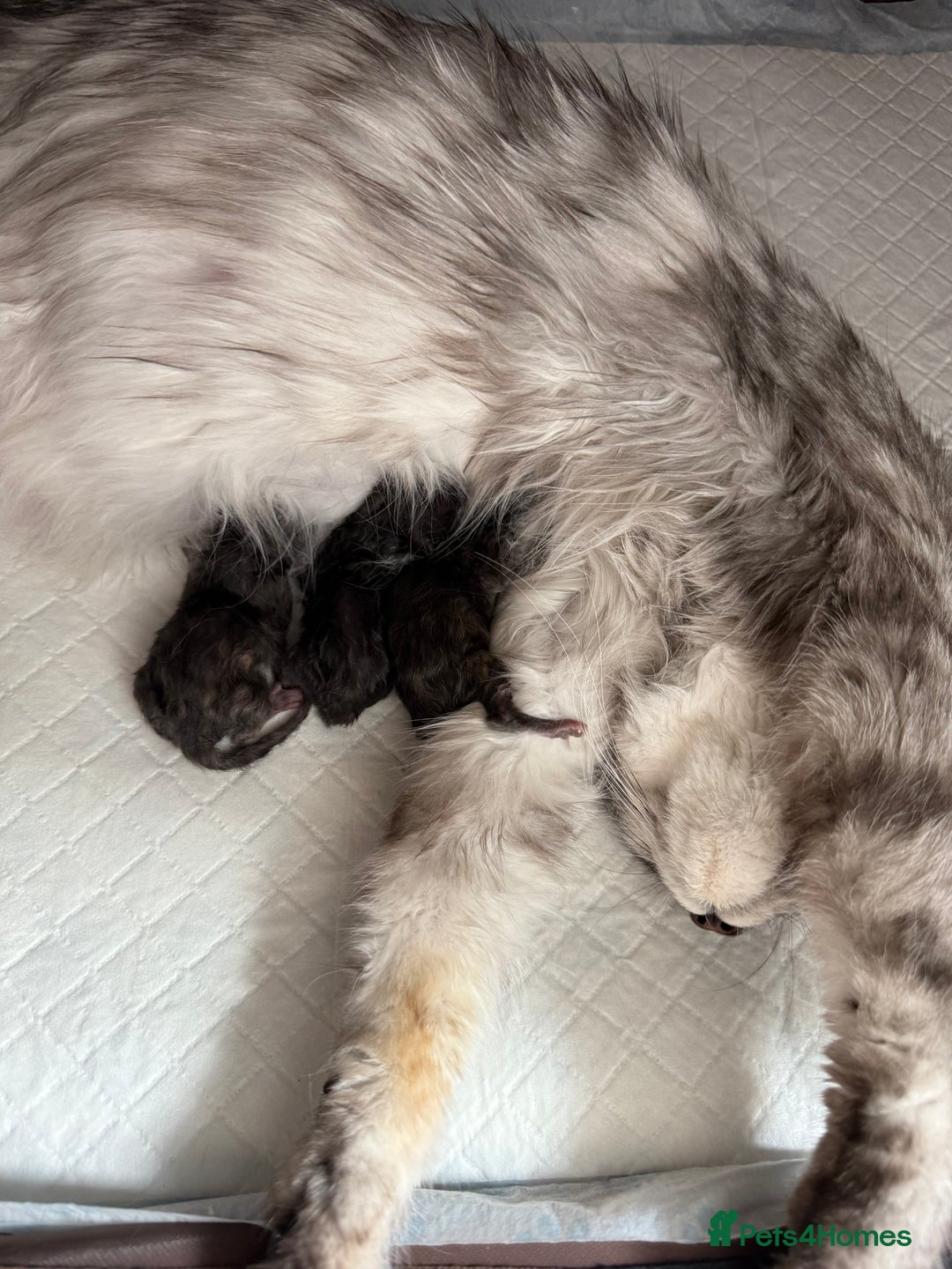Maine Coon cats for sale: Ready for reservation 🥰 - Image 15
