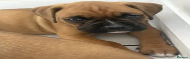 Kiki