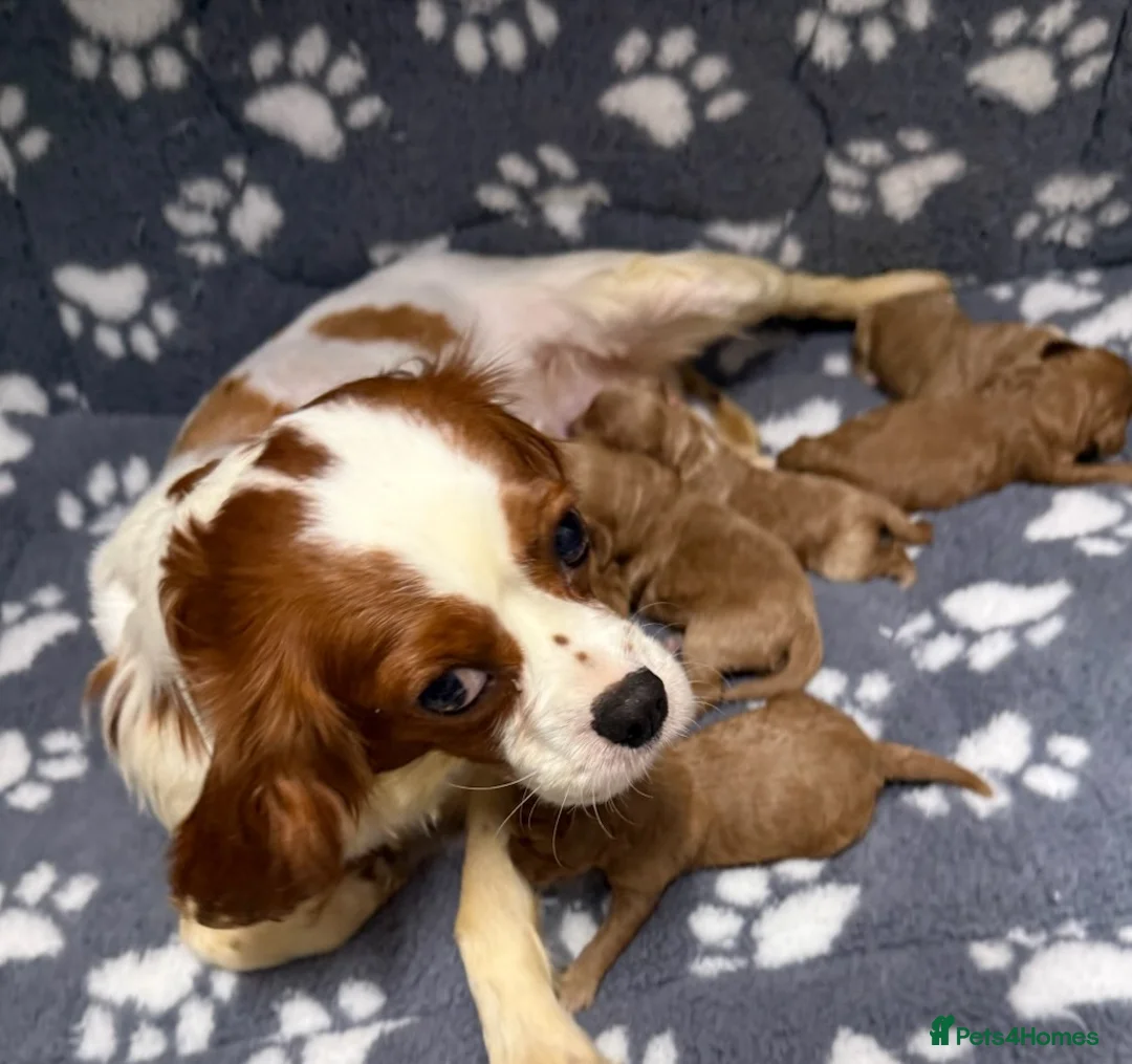 Cavapoo dogs for sale: Cavapoo puppies  in Doncaster - Advert 1