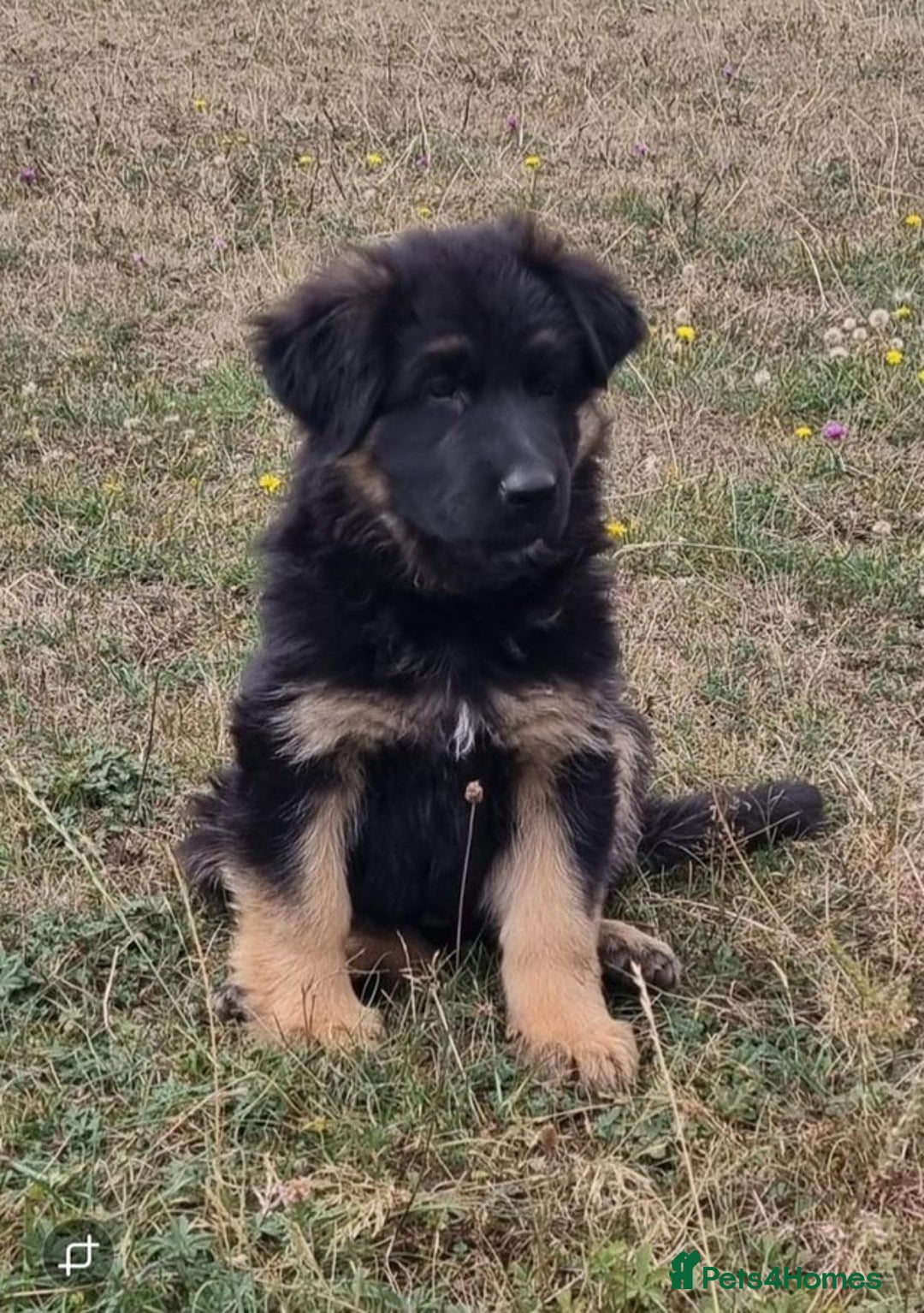 German Shepherd dogs for sale: German shepherd puppies health tested parents - Image 4