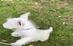 West Highland Terrier dogs for sale: Beautiful west highland terriers puppys - Image 30