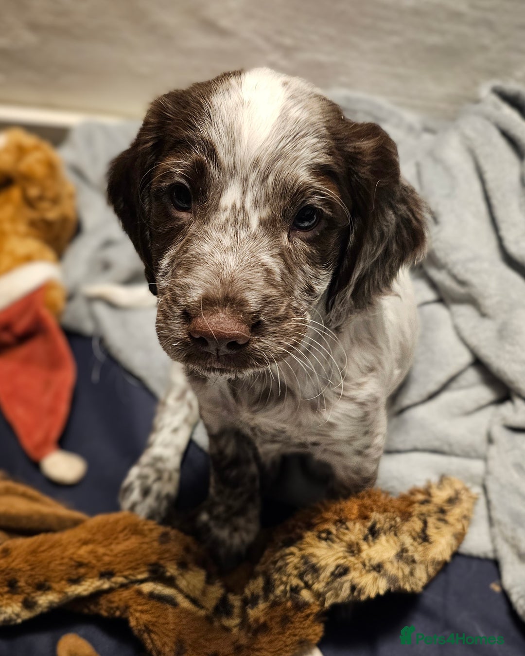 Cocker Spaniel dogs for sale: Working cocker spaniel puppy  - Advert 5