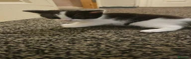 Domestic Shorthair 2