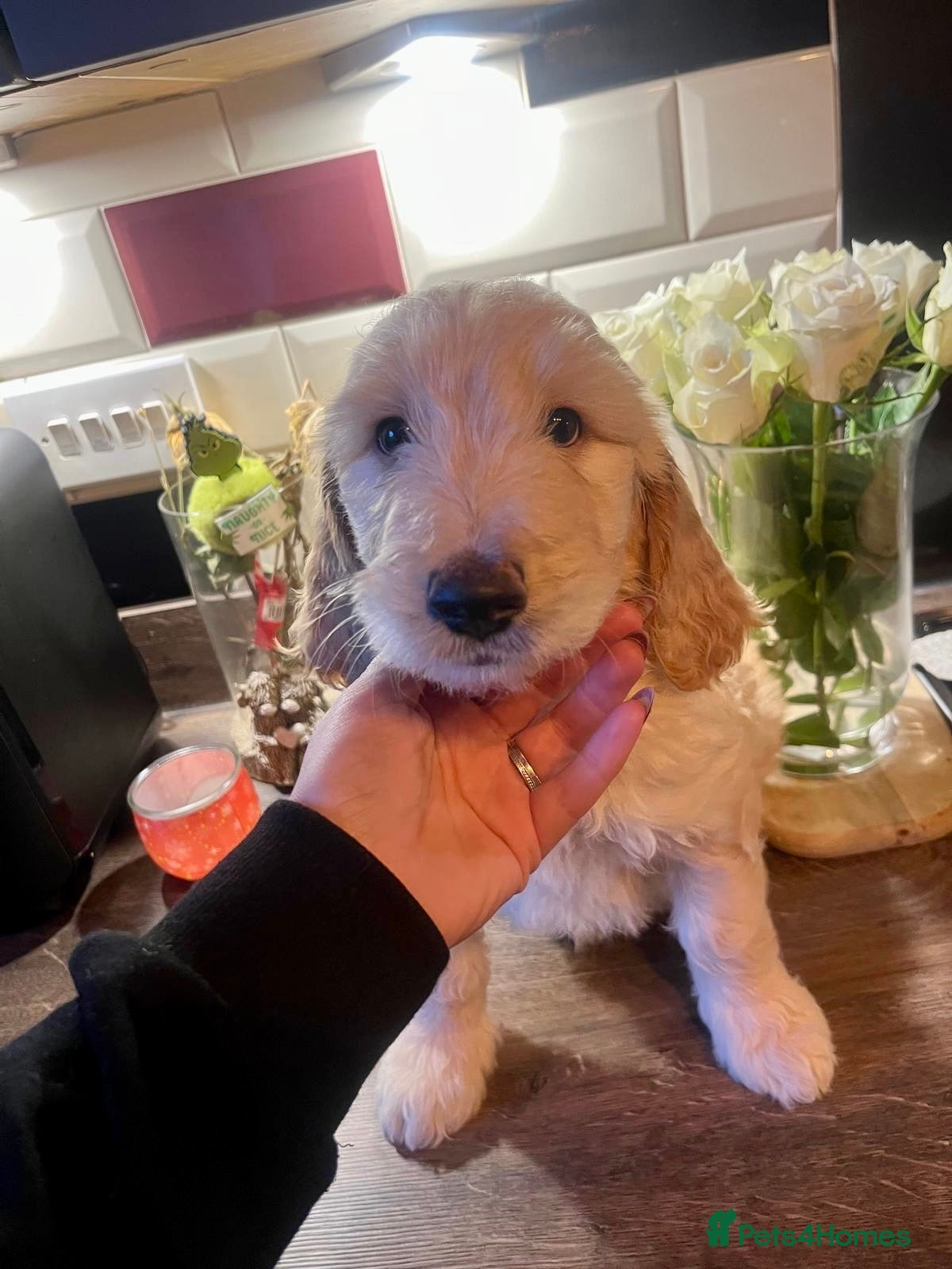 Goldendoodle dogs **1 girl left** F2 Goldendoodle Puppies  - Advert 3