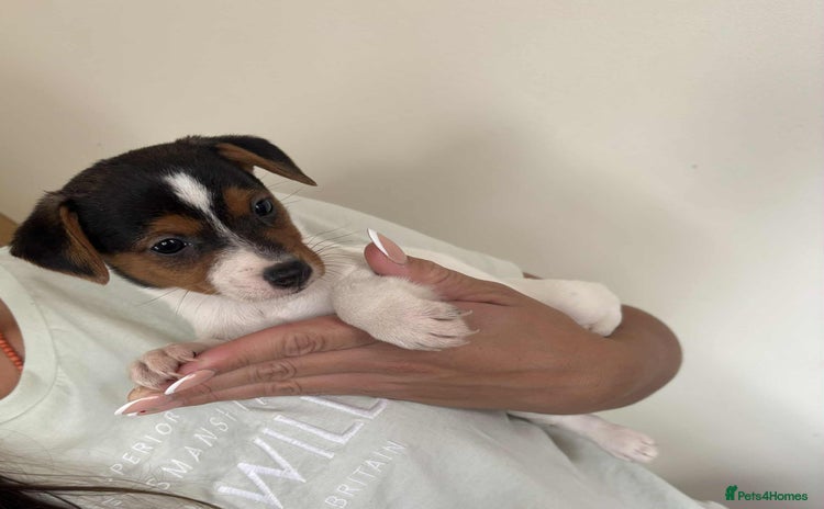 Jack Russell dogs - Advert 1