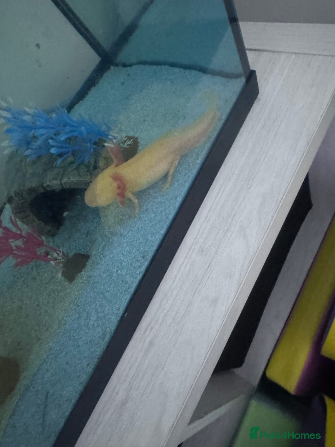 Other/Mixed Breed fish for sale: Axoltl  - Advert 2