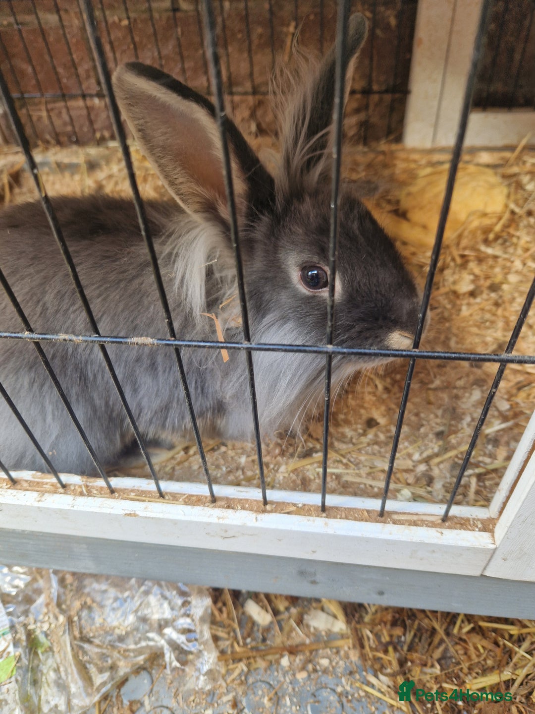 Lionhead rabbits for sale: 2x Baby Lionhead Females With Large Cage - Image 4