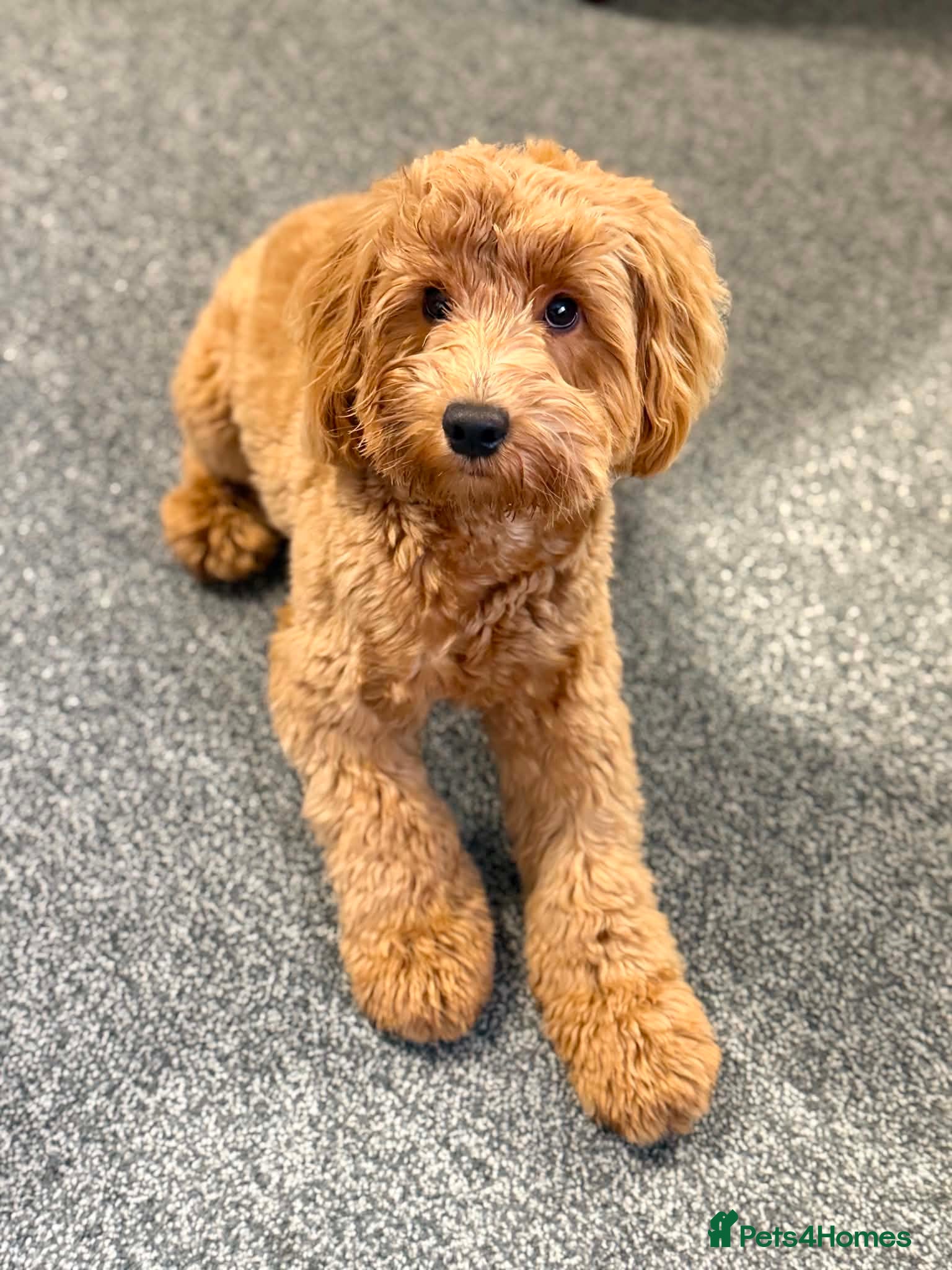 Cockapoo dogs for stud: I have a stunning Toy F2 Cockapoo for stud  in Saltburn-by-the-Sea - Advert 2