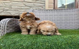 Cockapoo dogs for sale: F1 pra clear Cockapoos  - Advert 9