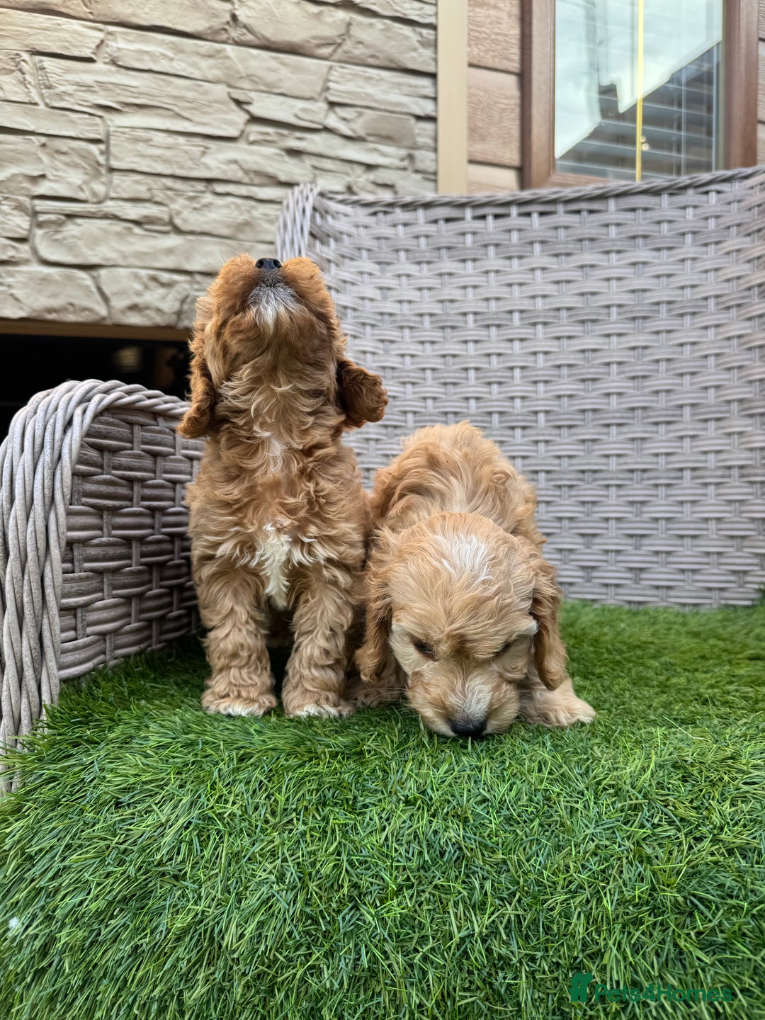 Cockapoo dogs for sale: F1 pra clear Cockapoos  - Advert 9
