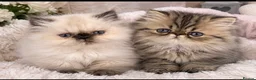Persian cats for sale: 2 Male Gccf Persian Kittens  - Advert 1