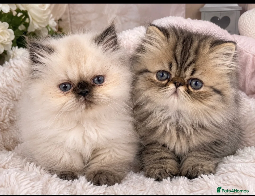 Persian cats for sale: 2 Male Gccf Persian Kittens  - Advert 1