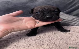 Mixed Breed dogs for sale: Cane Corso and Dogue de Bordeaux - Image 7