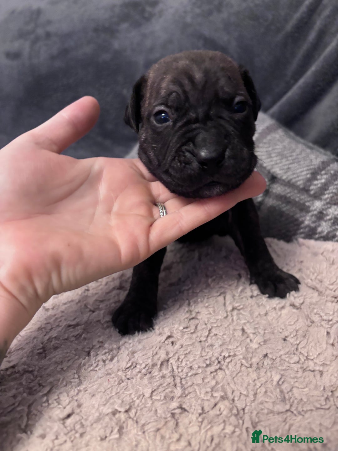 Mixed Breed dogs for sale: Cane Corso and Dogue de Bordeaux - Image 7