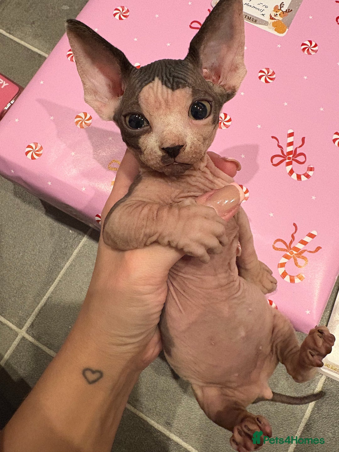 Sphynx cats for sale: Two beautiful male Sphynx kittens  - Advert 18