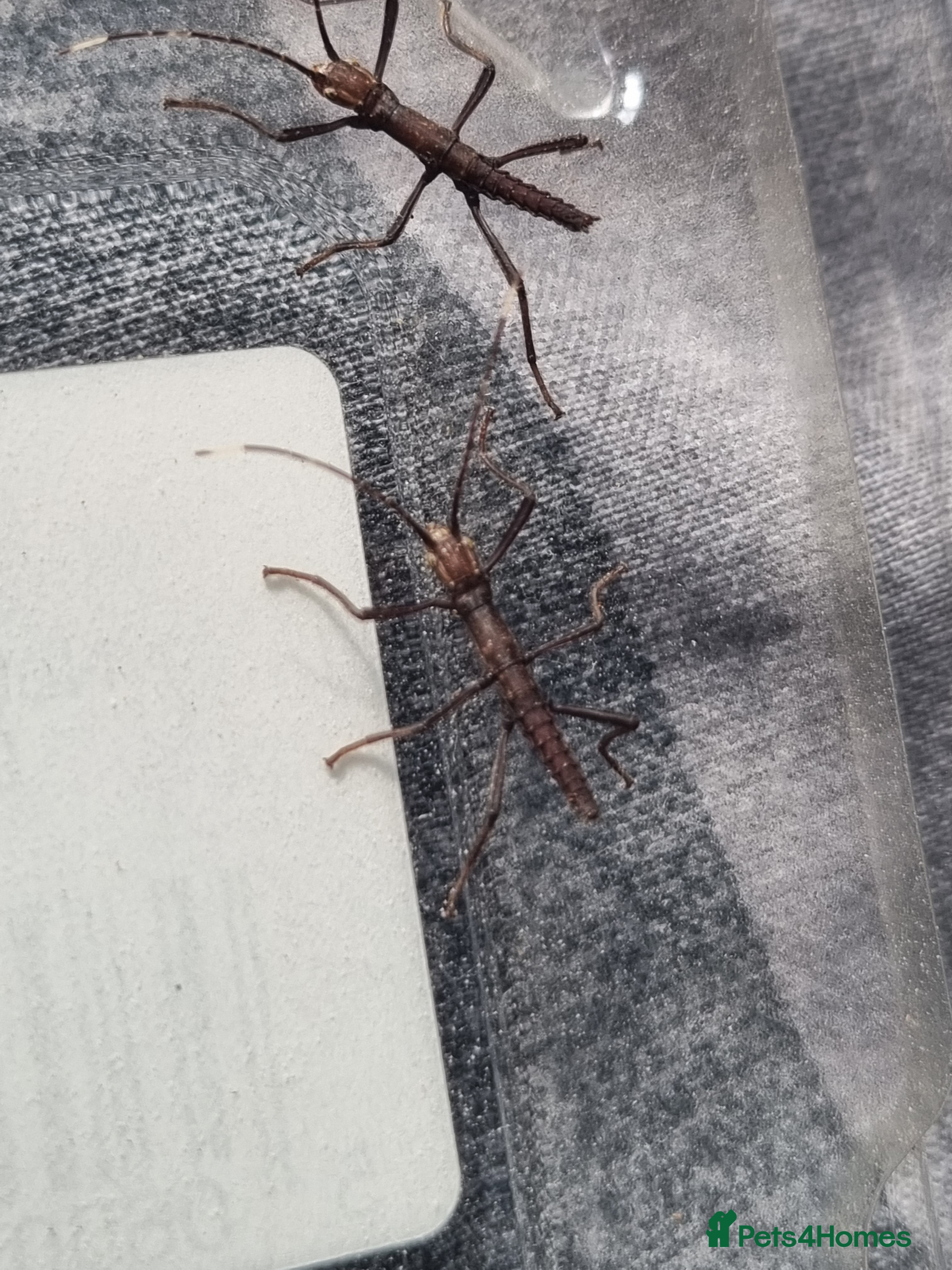 Stick Insects invertebrates Black beauty Stick insects  - Advert 3