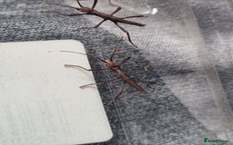 Stick Insects invertebrates for sale: Black beauty Stick insects  - Image 1