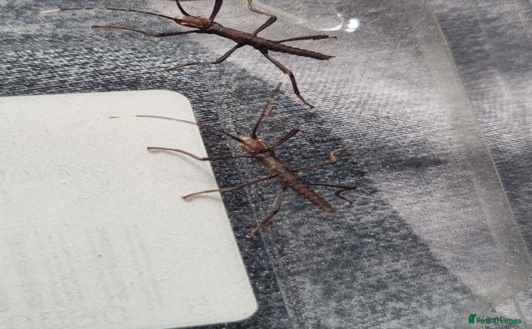 Stick Insects invertebrates - Advert 1