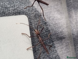 Stick Insects invertebrates - Advert 13