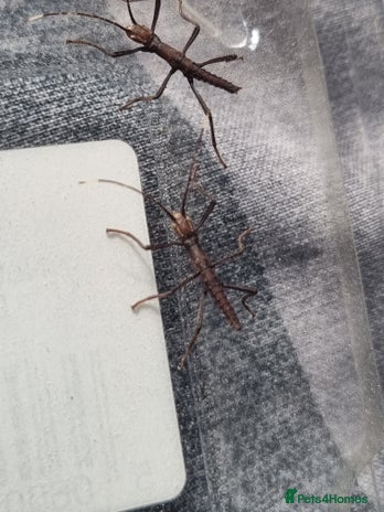 Stick Insects invertebrates - Advert 3