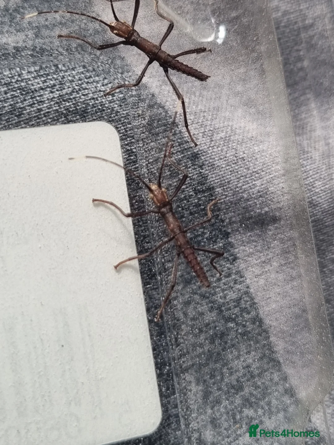 Stick Insects invertebrates for sale: Black beauty Stick insects  - Advert 1