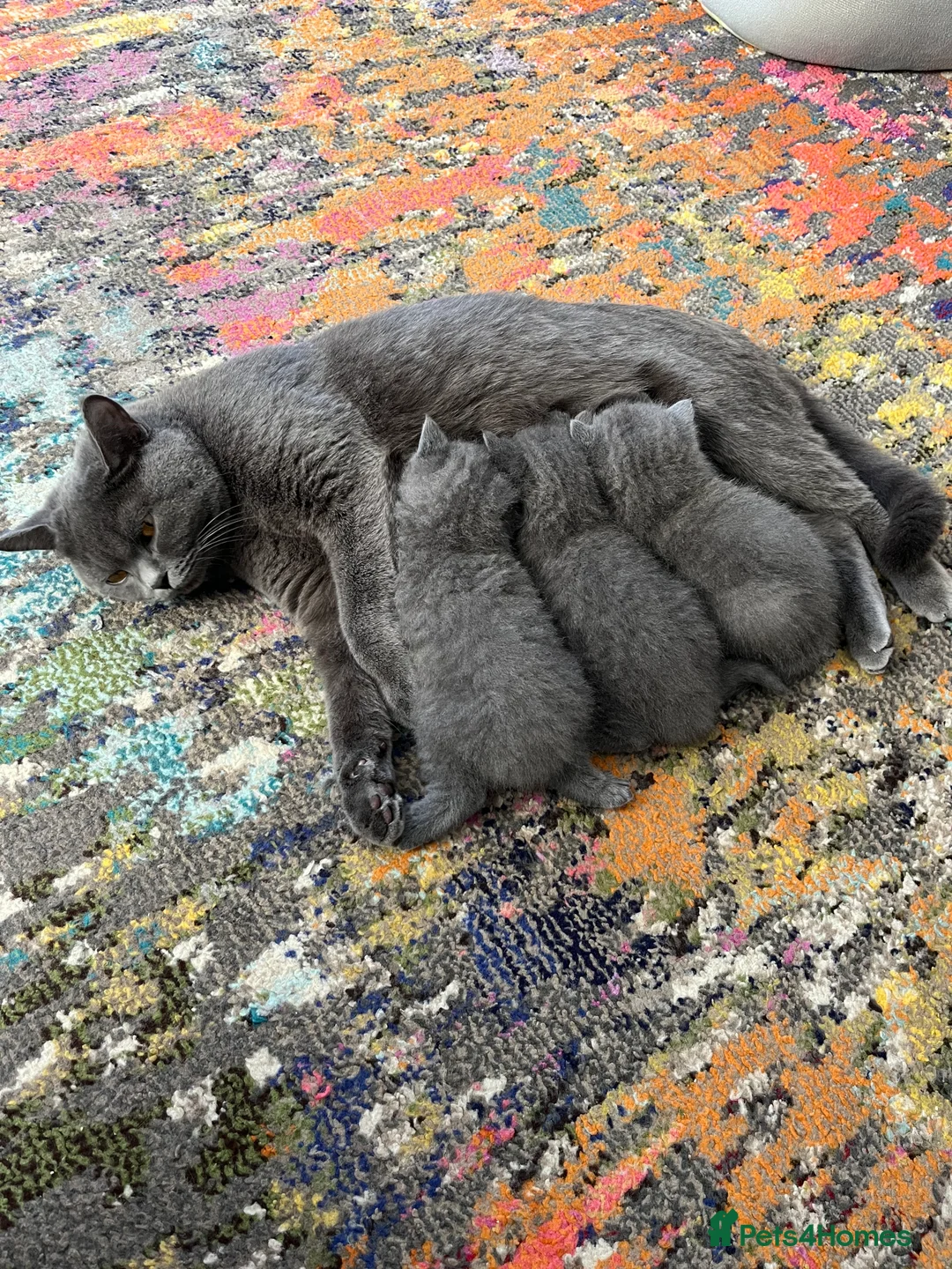British Shorthair cats for sale: British Shorthair Kittens Available - Advert 7