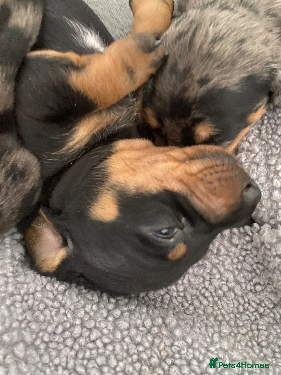 Dachshund dogs for sale: Tri silver dapple dachshunds ❤️ - Advert 2
