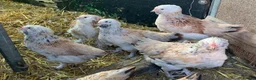 Chickens poultry for sale: Salmon Faverolle Hens for sale - Pure breed - Advert 4
