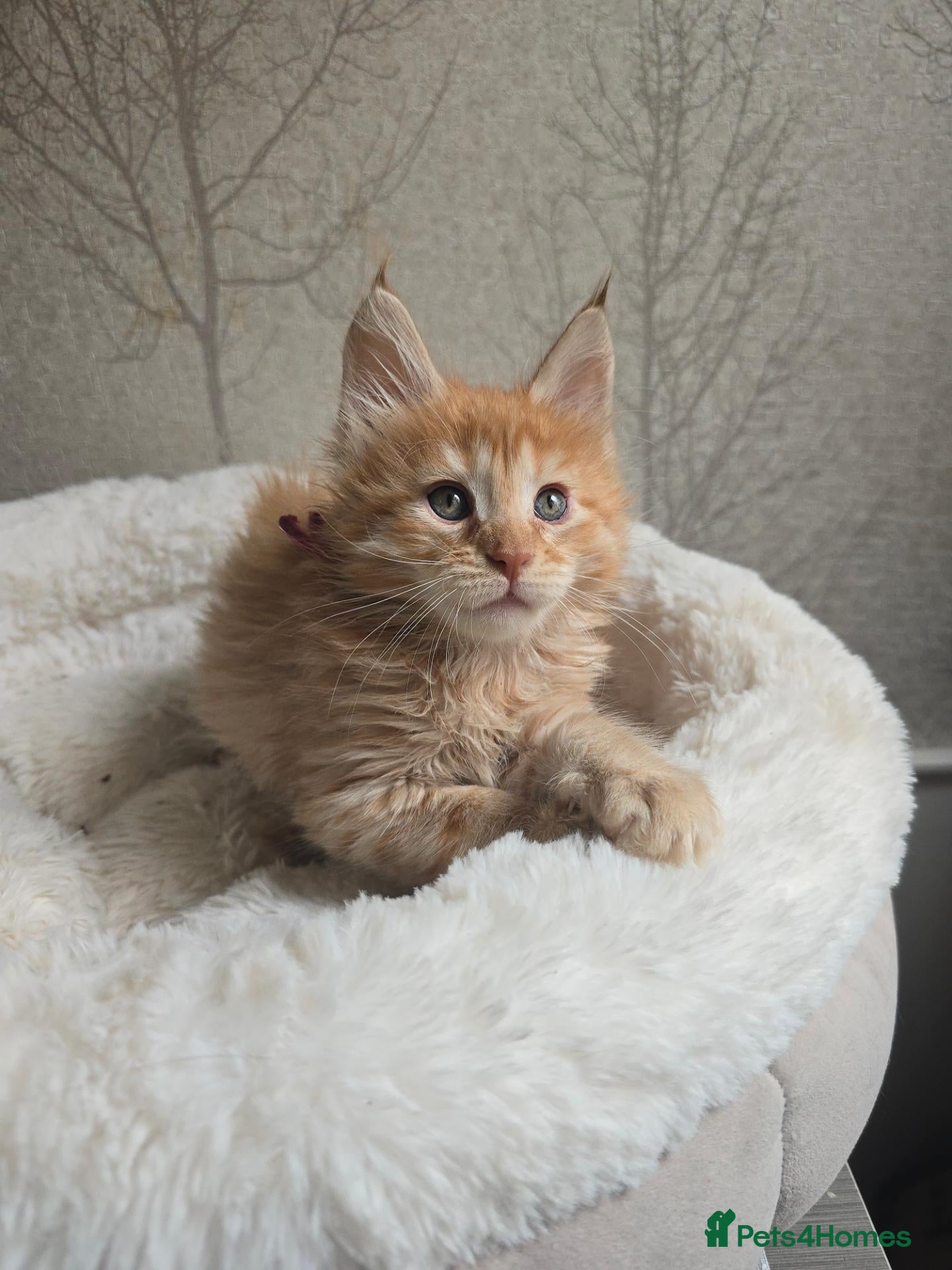 Maine Coon cats Red Maine Coon Chunky Large TICA Kittens - Advert 1