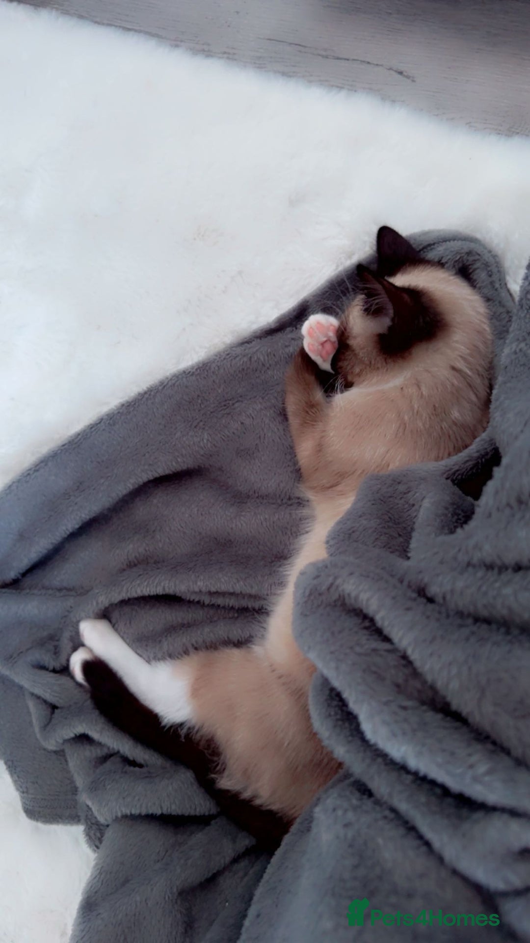 Ragdoll cats for sale: Bambi - Image 3