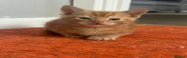 Domestic Shorthair 3