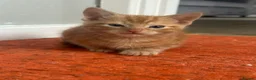 Domestic Shorthair cats for sale: 4 beautiful kittens looking for their home.  - Advert 5