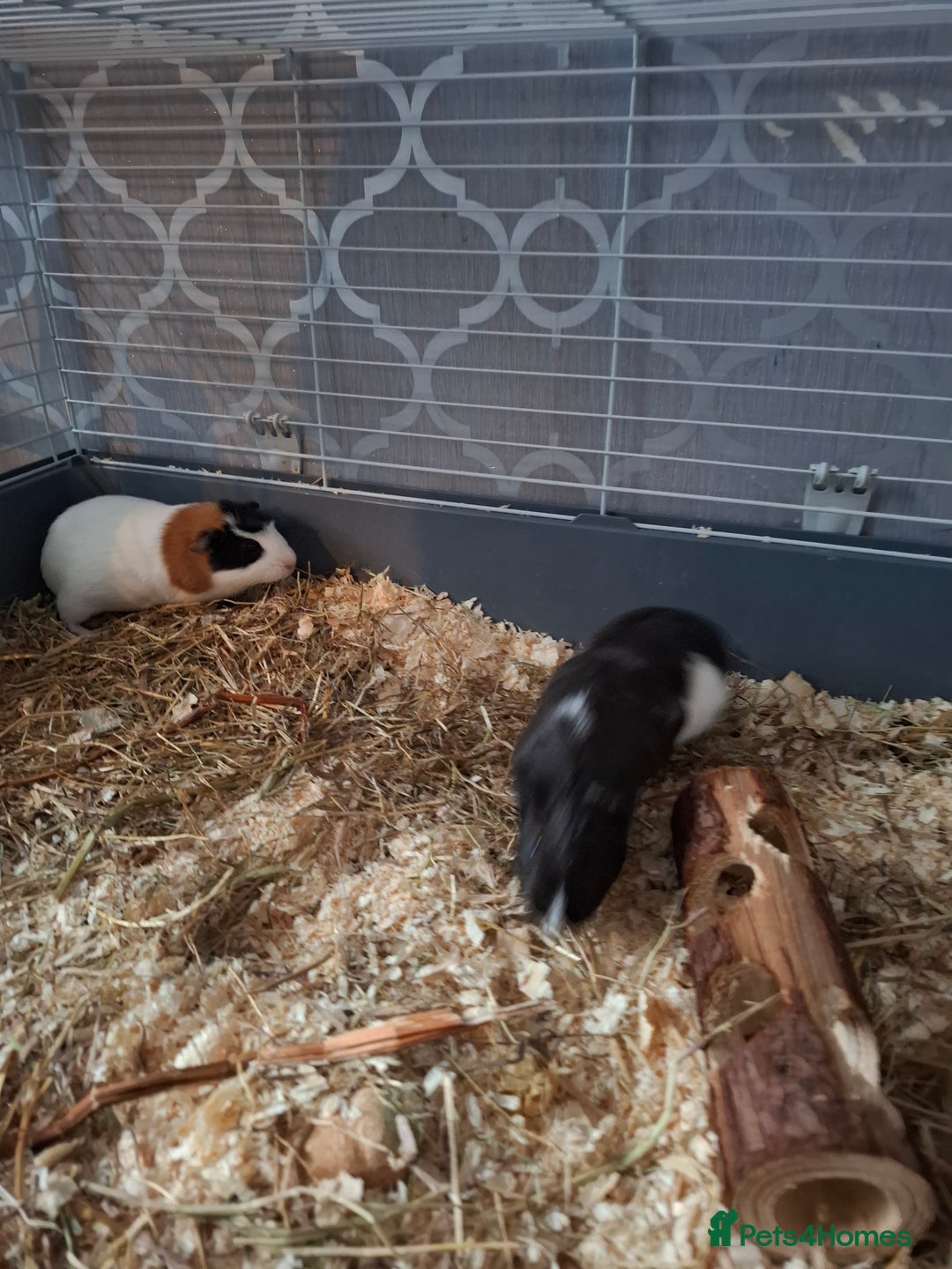 Guinea Pig rodents for sale: Two Beautiful Sows  - Image 3