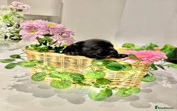 Staffordshire Bull Terrier dogs for sale: Black to blue health tested Staffords - Image 7