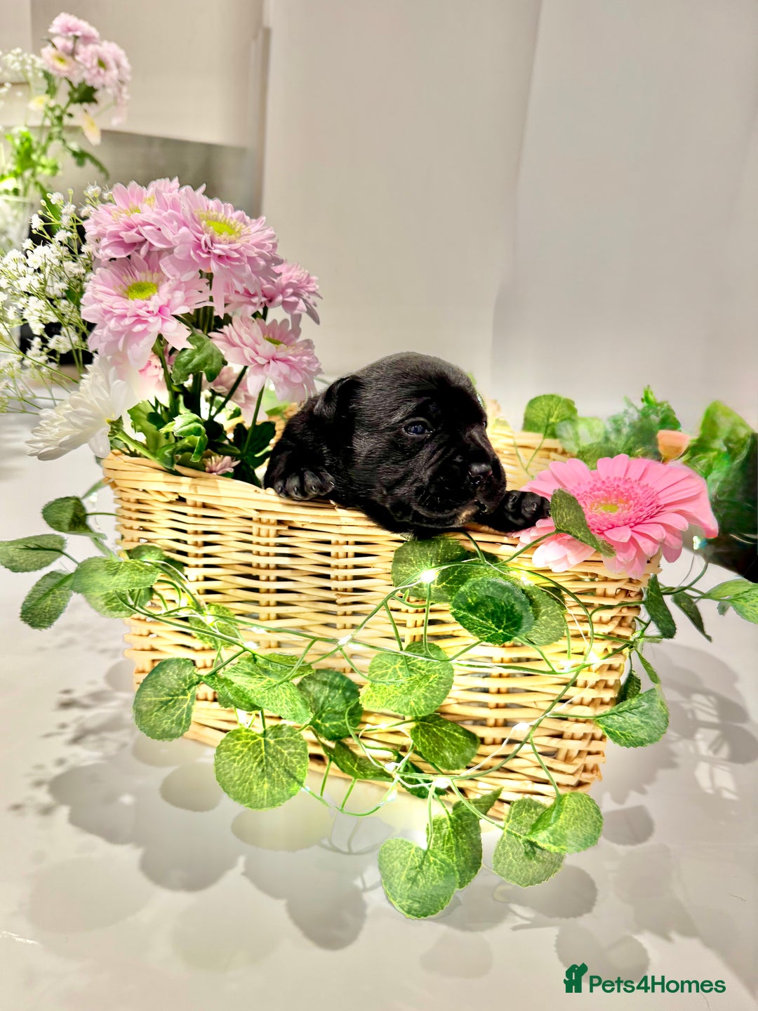 Staffordshire Bull Terrier dogs for sale: Black to blue health tested Staffords - Image 7