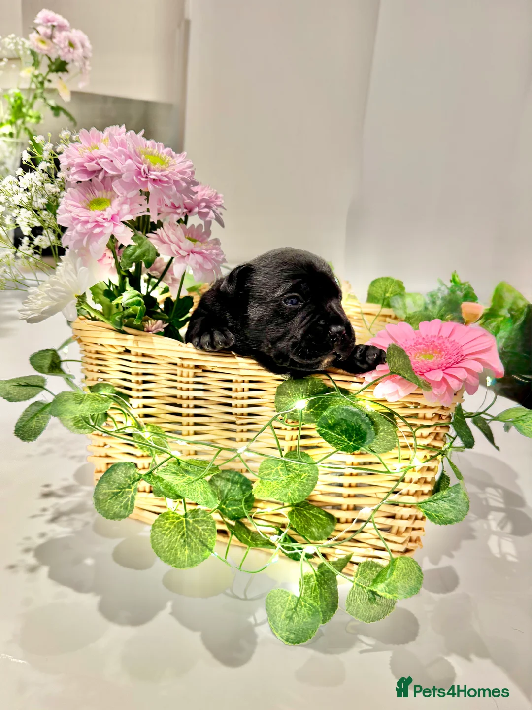 Staffordshire Bull Terrier dogs for sale: Waiting list!! Black x blue health tested Stafford - Advert 8